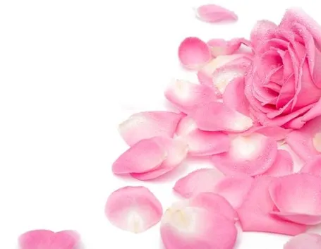 rosa con petali