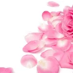 rosa con petali
