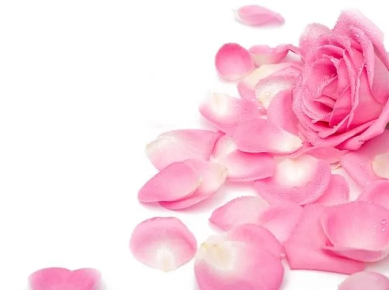 rosa con petali
