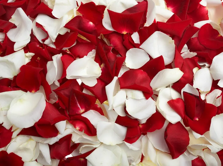 composizione petali di rosa