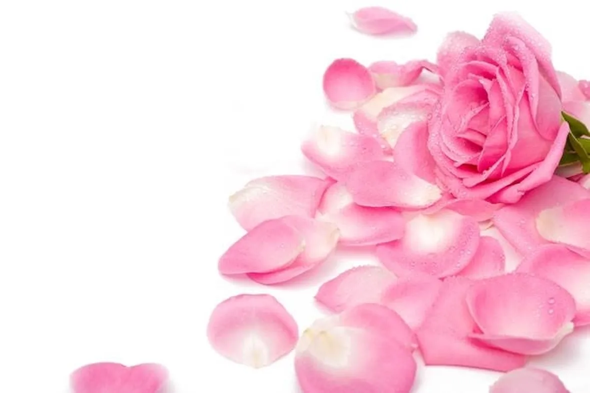 rosa con petali