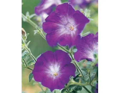 Petunia