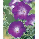 Petunia