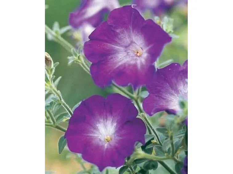 Petunia