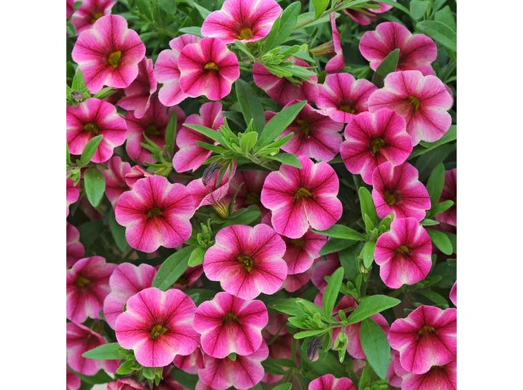 Petunia