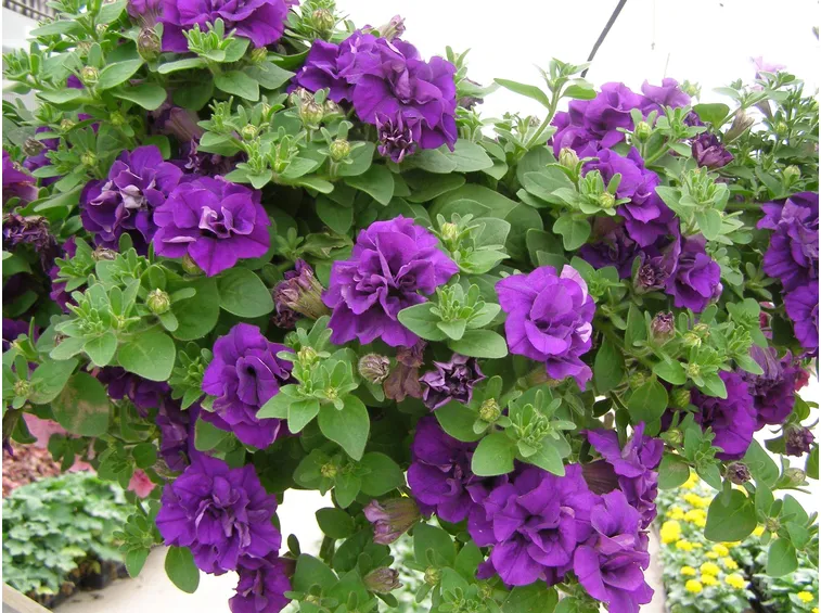 Petunia