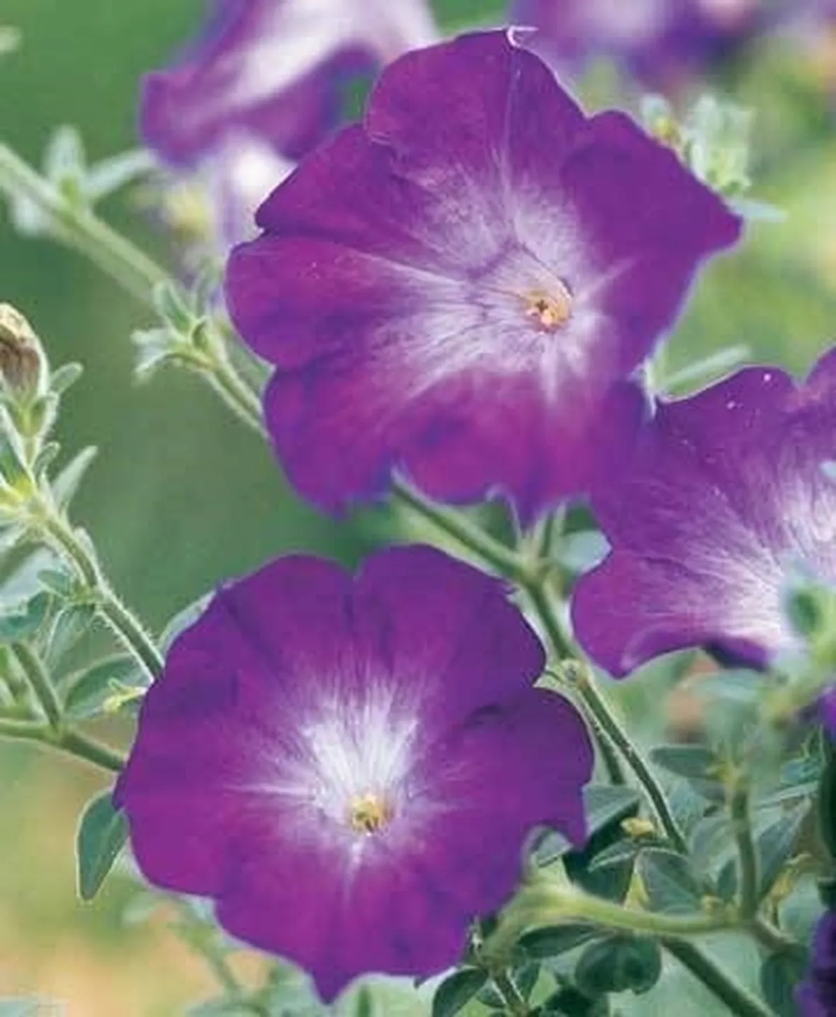 Petunia