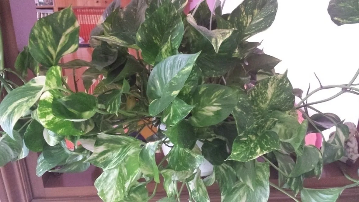 pianta potus casa
