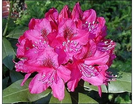 Rododendro