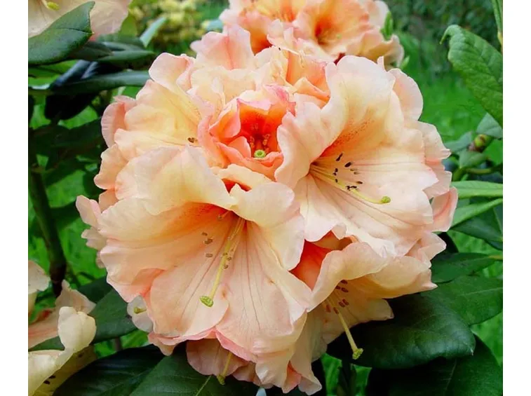 Rododendro
