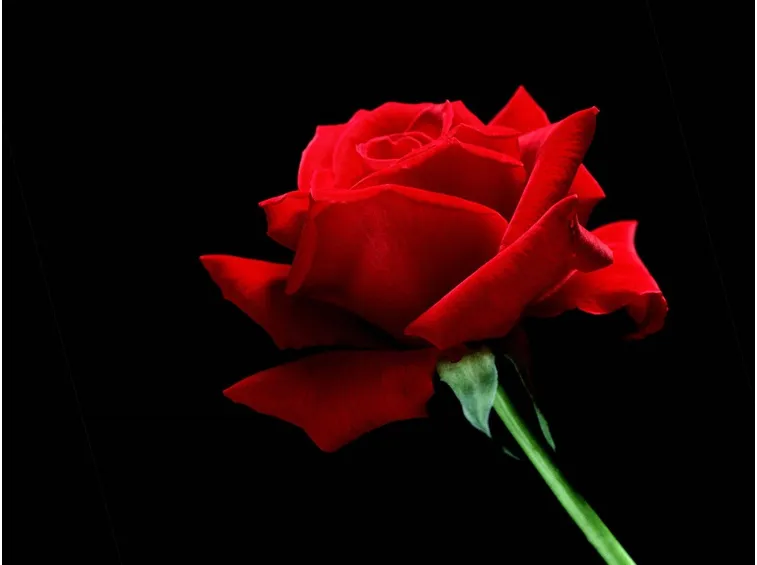 Rosa rossa