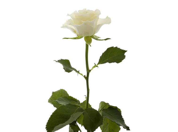 rosa bianca