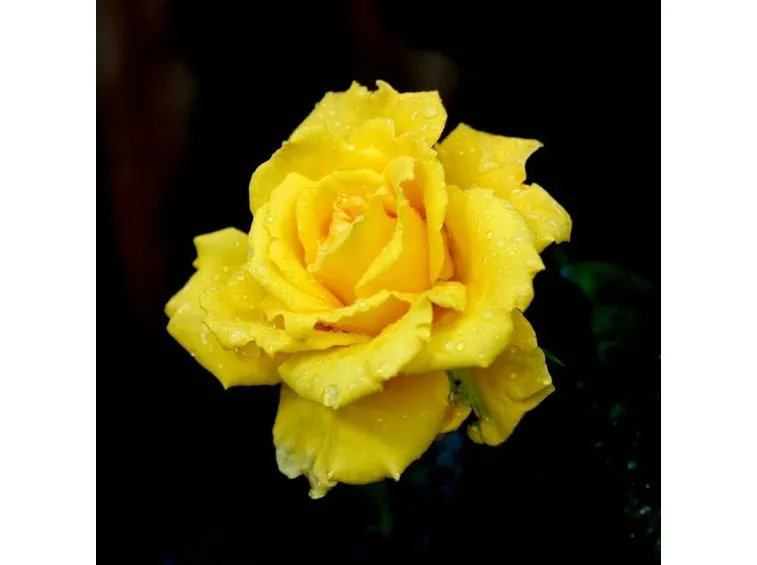 rosa gialla