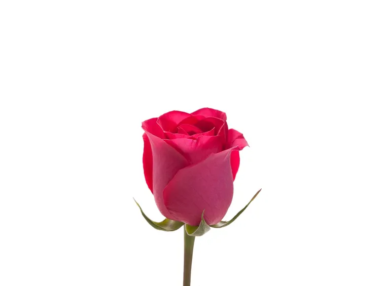 rosa rosa