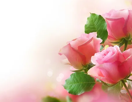 mazzo di rose rosa