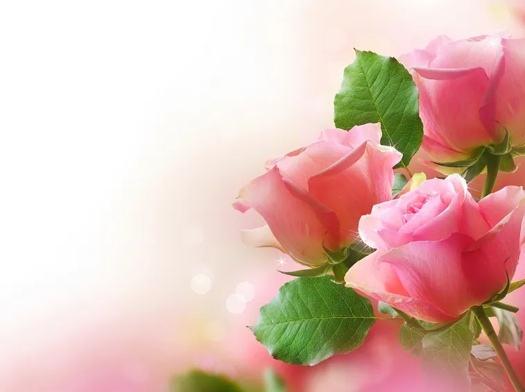 mazzo di rose rosa