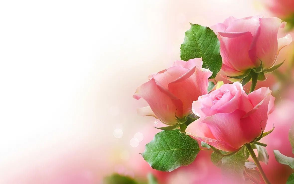 mazzo di rose rosa