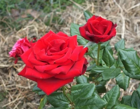 Due esemplari di rose rosse.
