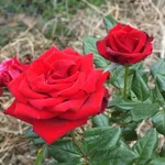 Due esemplari di rose rosse.