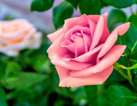 una rosa rosa