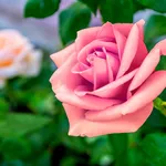 una rosa rosa