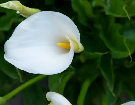 calla5