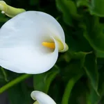 calla5