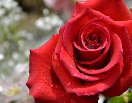 Rosa rossa