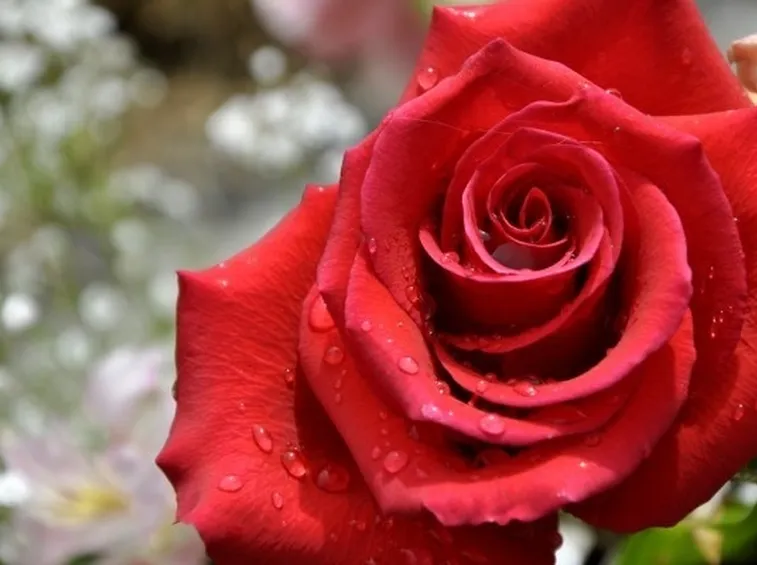 Rosa rossa