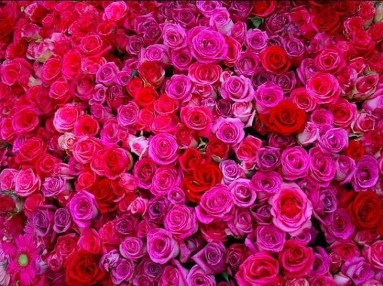 Mazzo di rose rosa