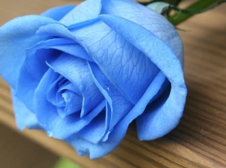 Rosa blu