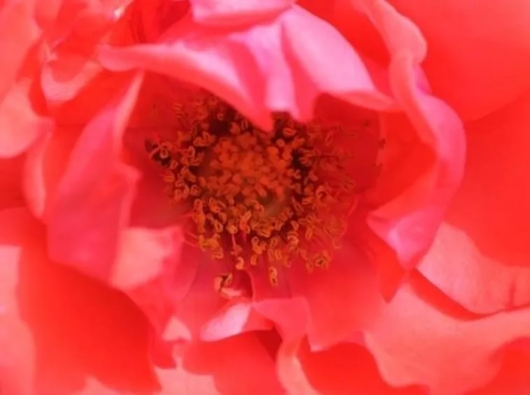 Rosa della Cina