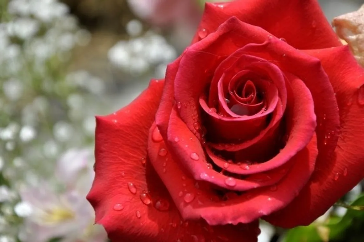 Rosa rossa