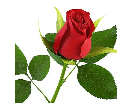 Rosa Rossa