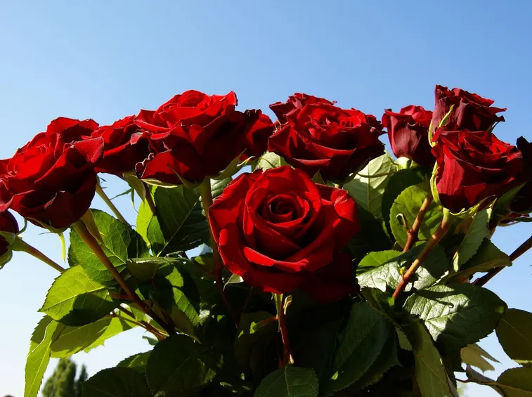 Rose Rosse
