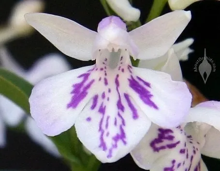 fiore di orchidea