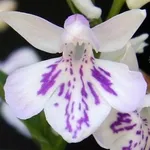 fiore di orchidea