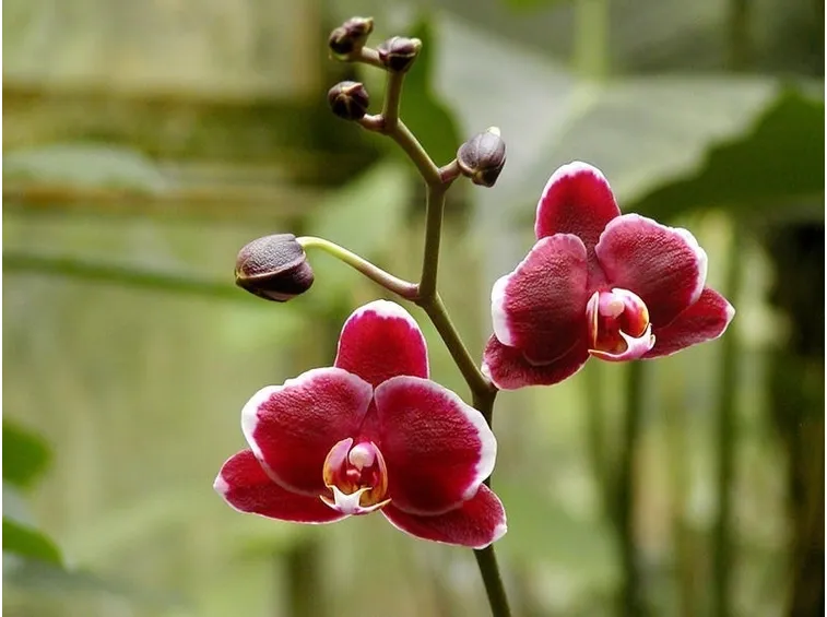 orchidea rossa