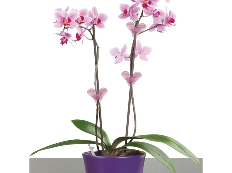 Orchidea 