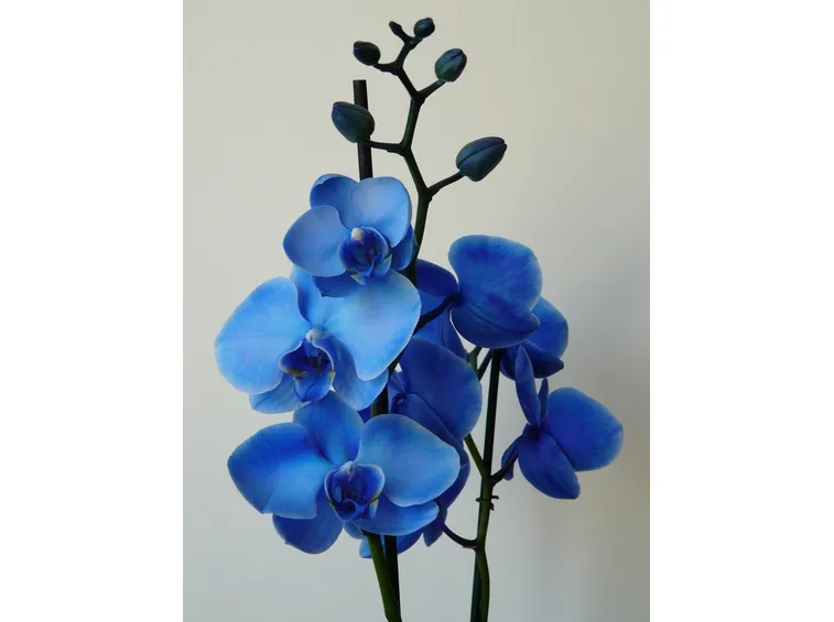 Bouquet di orchidee rosa