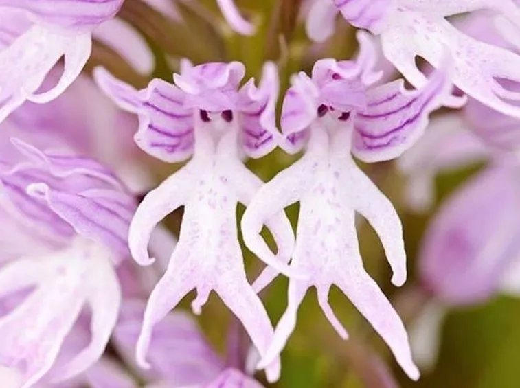 orchis italica