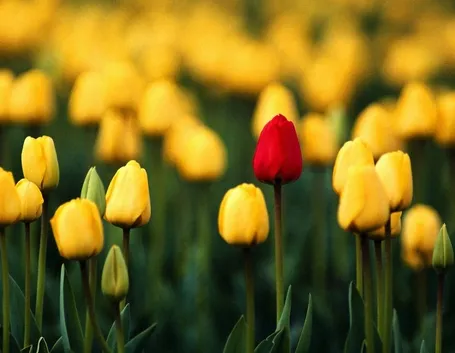 Tulipano rosso