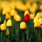 Tulipano rosso