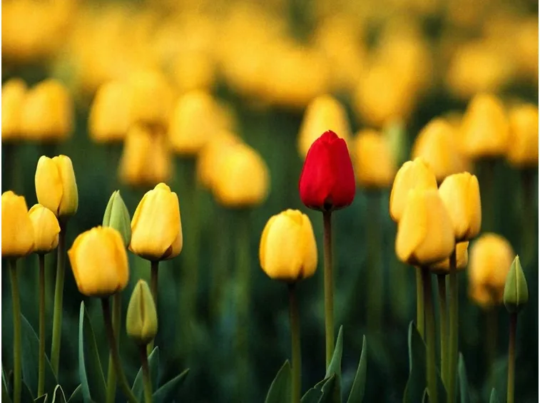 Tulipano rosso
