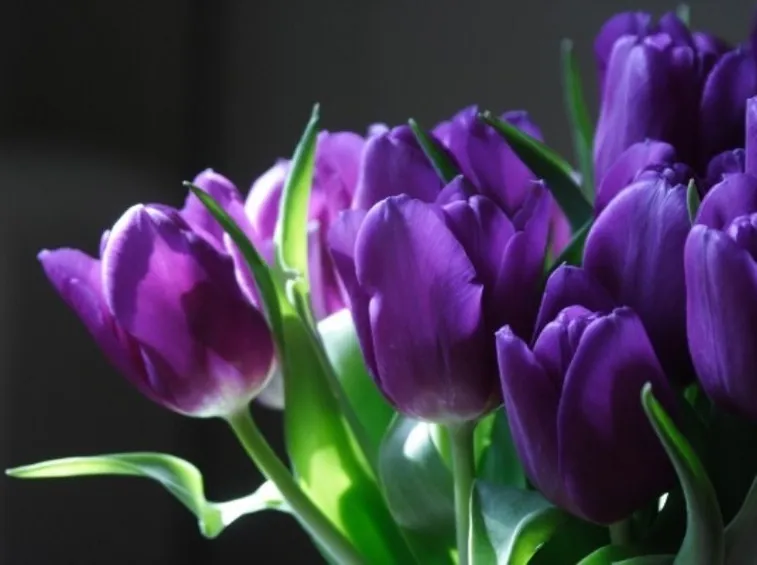 Tulipano viola