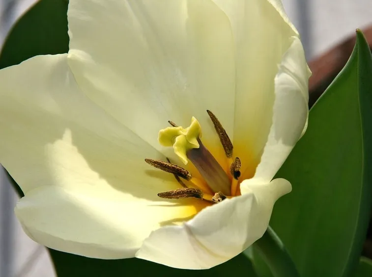 Tulipano bianco