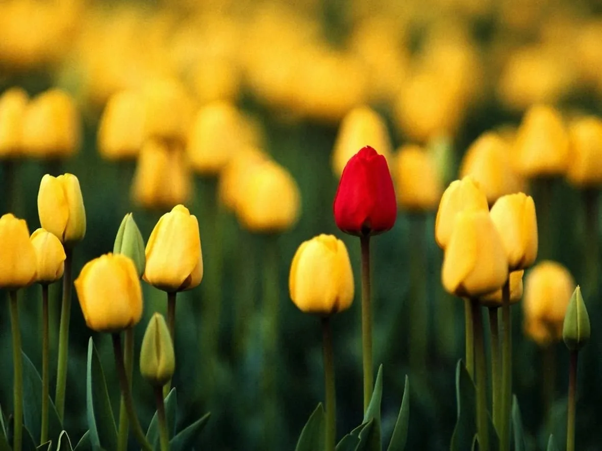 Tulipano rosso