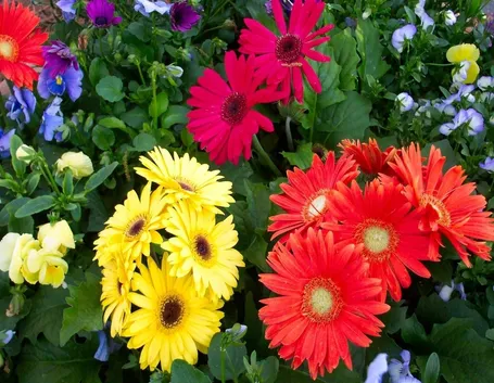 Giardino di colorate gerbere