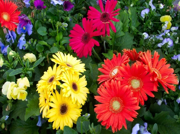 Giardino di colorate gerbere
