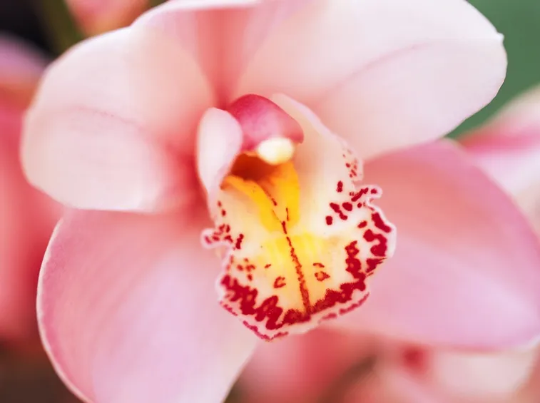 Stupenda orchidea rosa